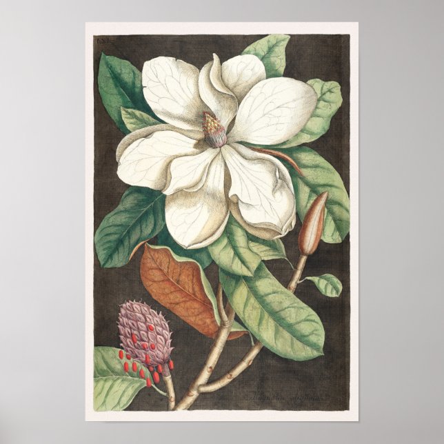 Vintage botaniska illustrationer poster (Framsidan)
