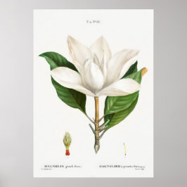 Vintage botaniska illustrationer poster