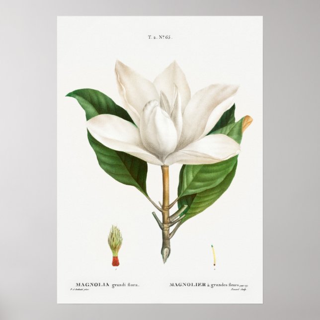 Vintage botaniska illustrationer poster (Framsidan)