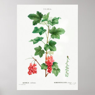 Vintage botaniska illustrationer poster