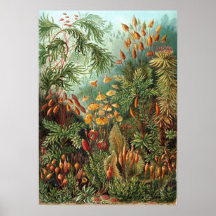 Vintage botaniska illustrationer poster