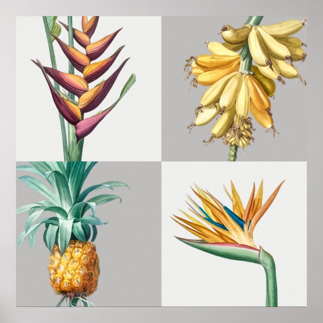 Vintage botaniska illustrationer poster (Framsidan)