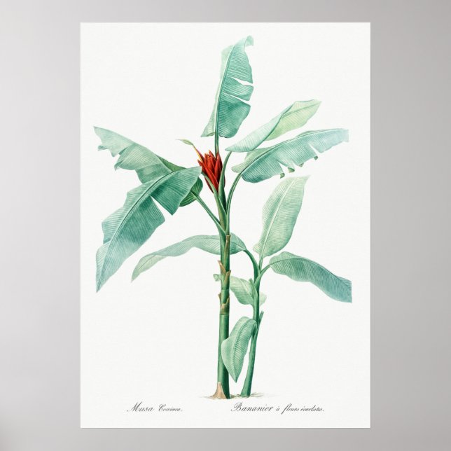 Vintage botaniska illustrationer poster (Framsidan)