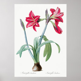 Vintage botaniska illustrationer poster