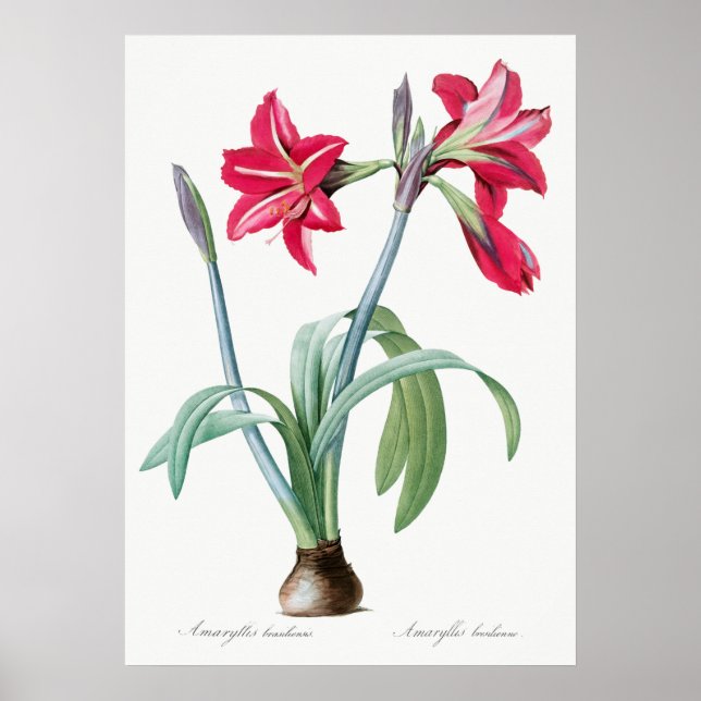 Vintage botaniska illustrationer poster (Framsidan)