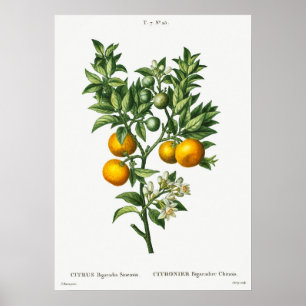 Vintage botaniska illustrationer poster