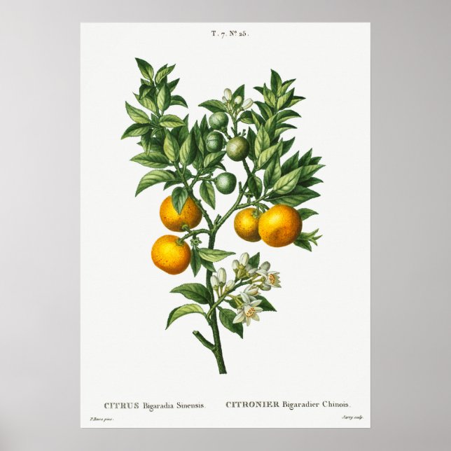 Vintage botaniska illustrationer poster (Framsidan)