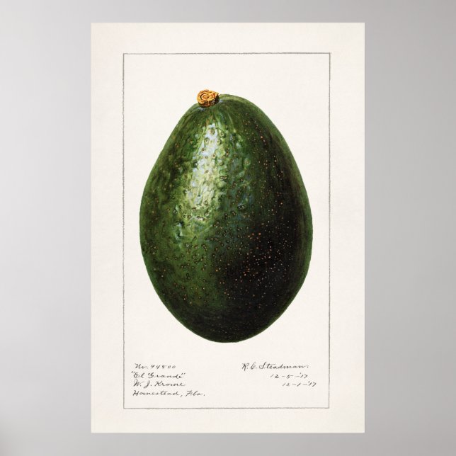 Vintage botaniska illustrationer poster (Framsidan)