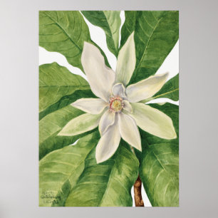 Vintage botaniska illustrationer poster