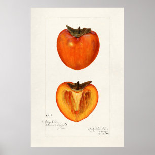 Vintage botaniska illustrationer poster