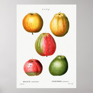 Vintage botaniska illustrationer poster