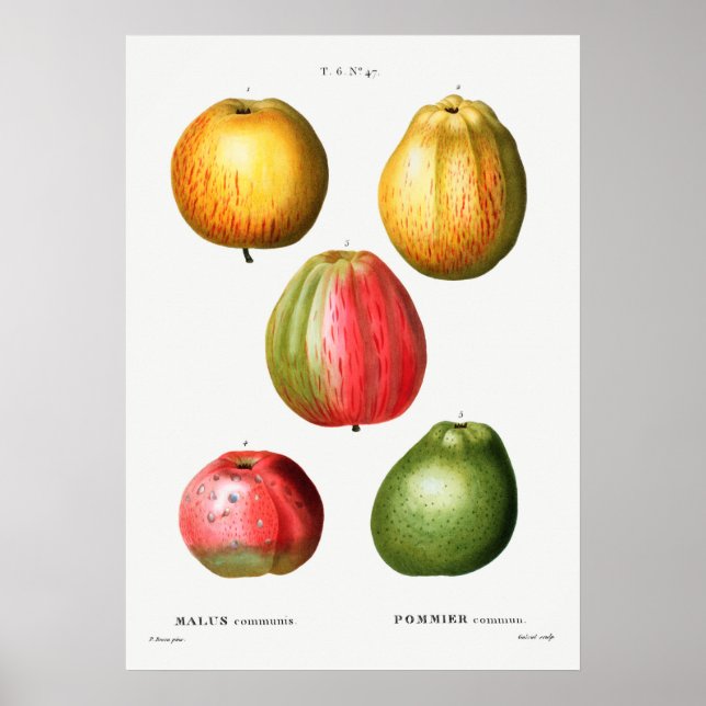 Vintage botaniska illustrationer poster (Framsidan)