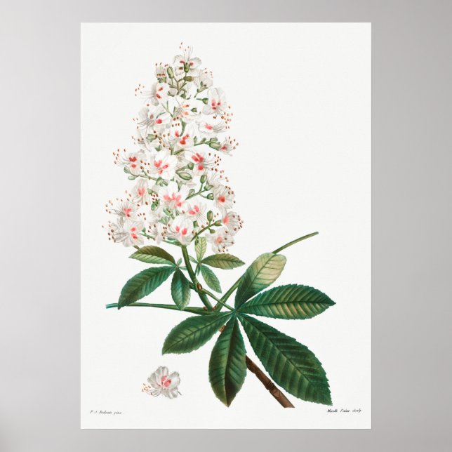 Vintage botaniska illustrationer poster (Framsidan)