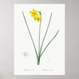Vintage botaniska illustrationer poster