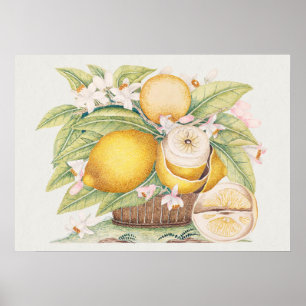 Vintage botaniska illustrationer poster