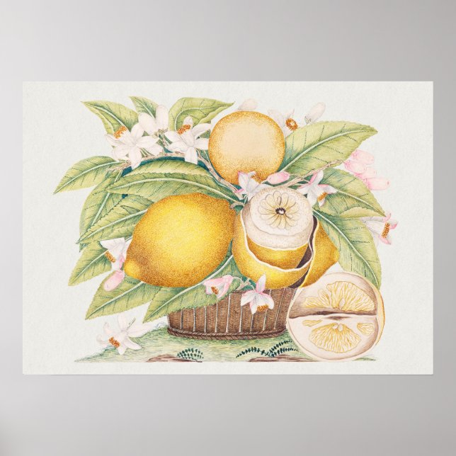 Vintage botaniska illustrationer poster (Framsidan)