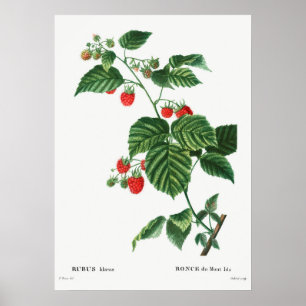 Vintage botaniska illustrationer poster
