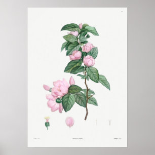 Vintage botaniska illustrationer poster