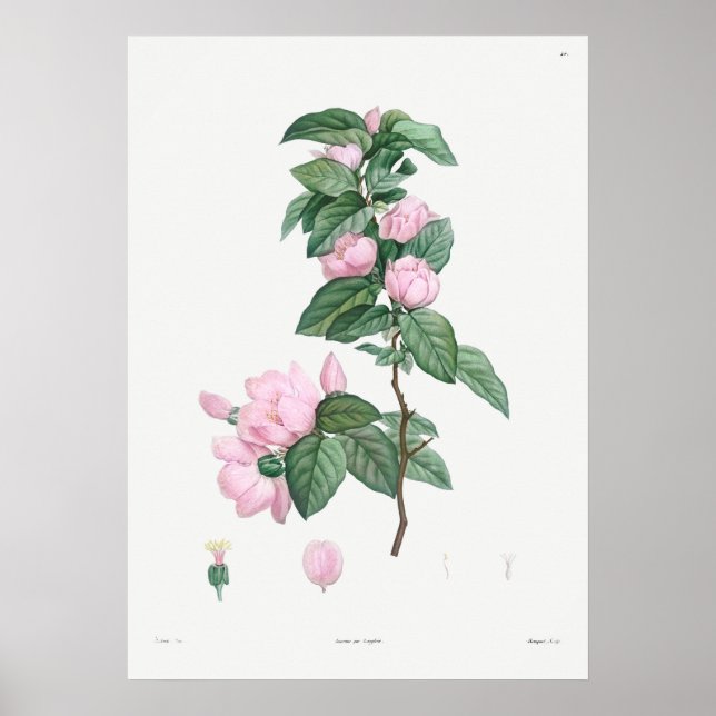 Vintage botaniska illustrationer poster (Framsidan)