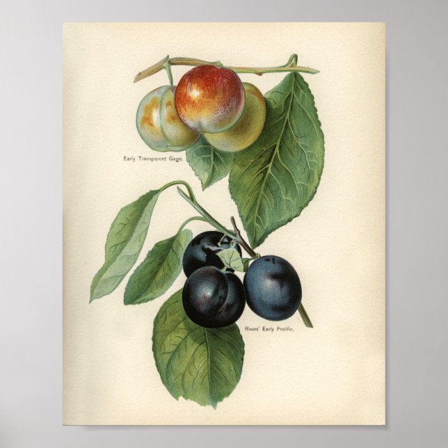 Vintage botaniska illustrationer poster (Framsidan)