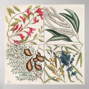 Vintage botaniska illustrationer poster
