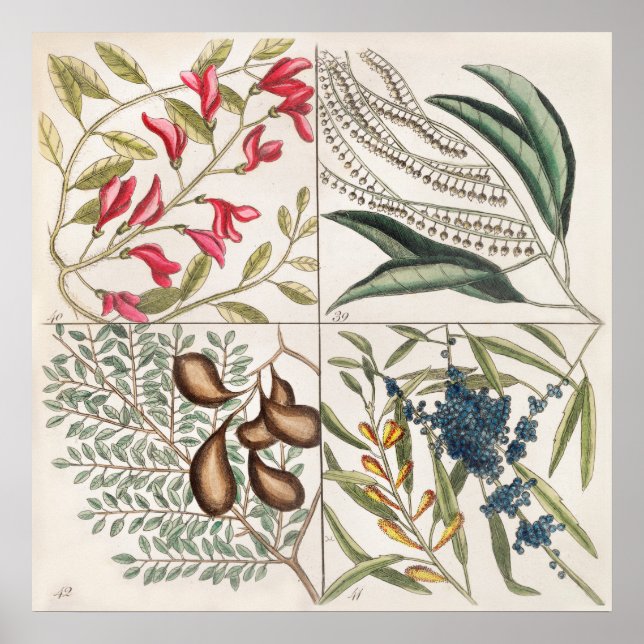 Vintage botaniska illustrationer poster (Framsidan)