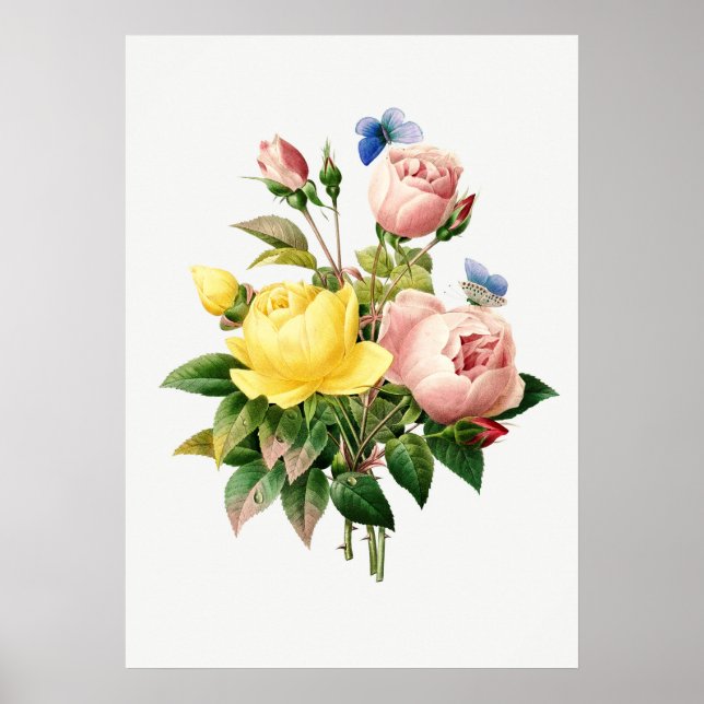 Vintage botaniska illustrationer poster (Framsidan)