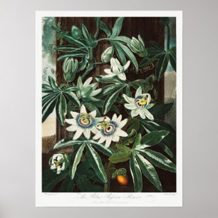 Vintage botaniska illustrationer poster