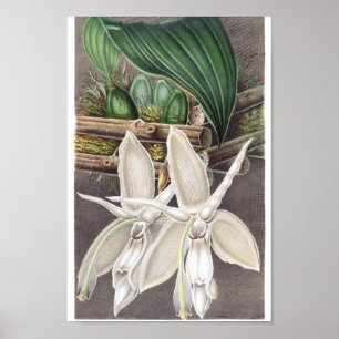 Vintage botaniska illustrationer poster