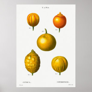 Vintage botaniska illustrationer poster