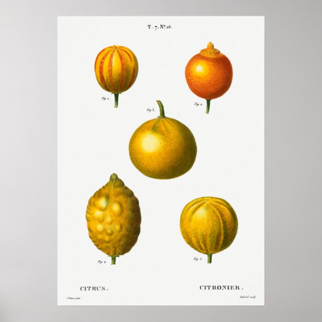 Vintage botaniska illustrationer poster (Framsidan)
