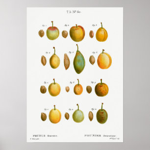 Vintage botaniska illustrationer poster