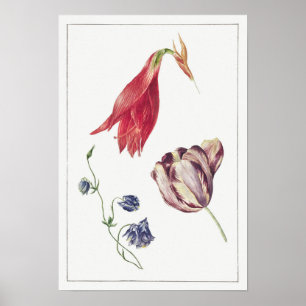 Vintage botaniska illustrationer poster