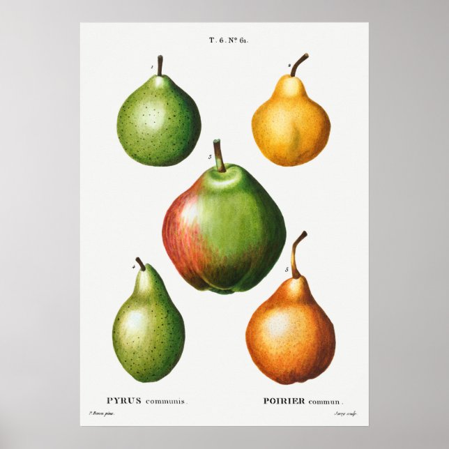Vintage botaniska illustrationer poster (Framsidan)