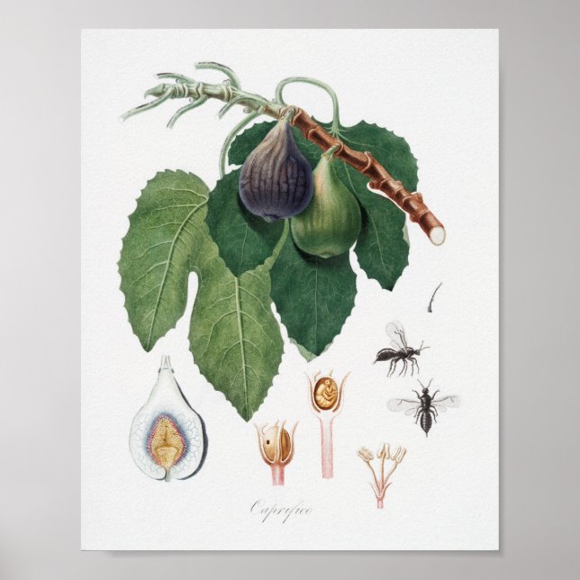 Vintage botaniska illustrationer poster (Framsidan)
