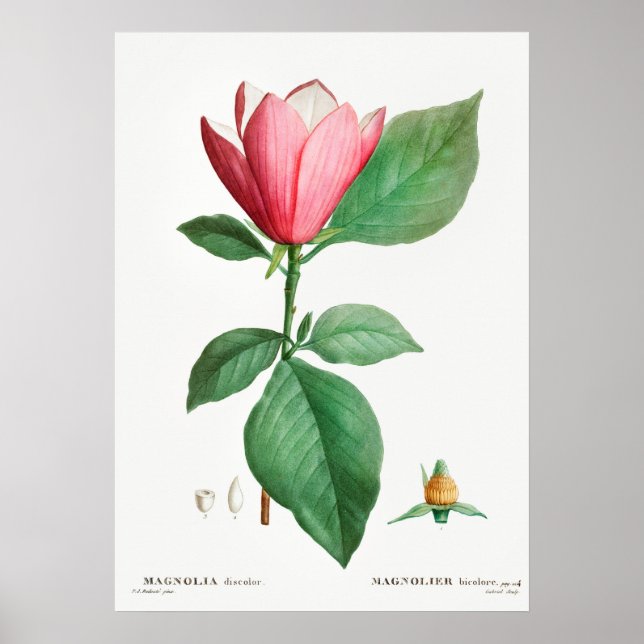 Vintage botaniska illustrationer poster (Framsidan)