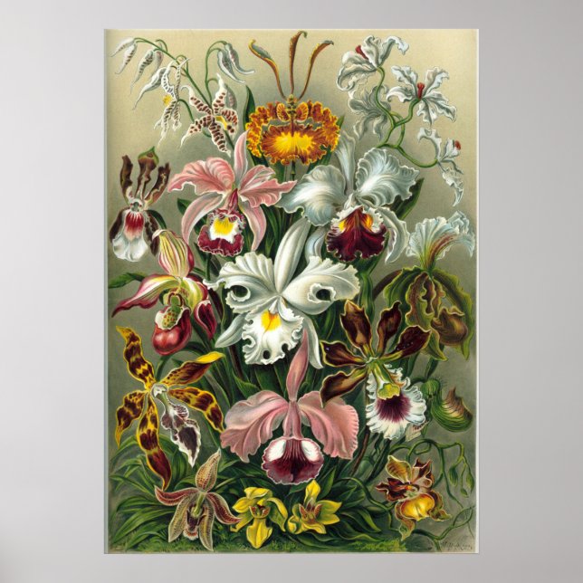 Vintage botaniska illustrationer poster (Framsidan)