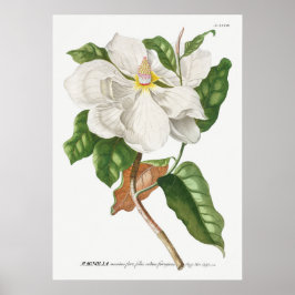 Vintage botaniska illustrationer poster