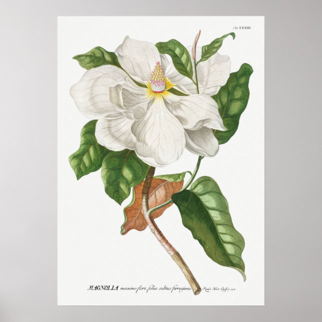 Vintage botaniska illustrationer poster (Framsidan)