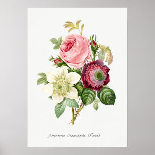 Vintage botaniska illustrationer poster