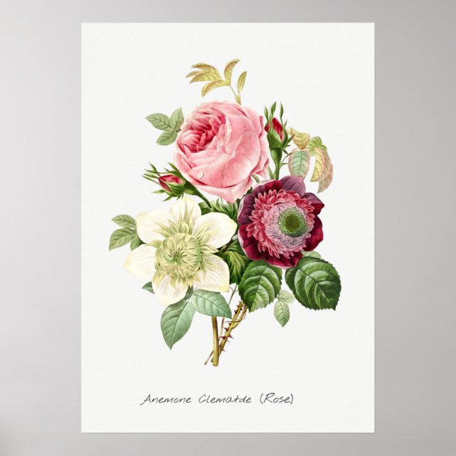 Vintage botaniska illustrationer poster (Framsidan)