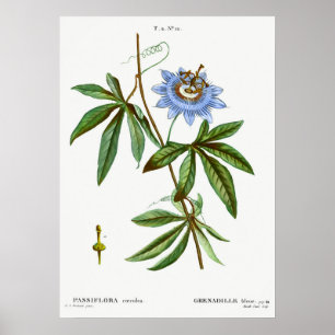 Vintage botaniska illustrationer poster