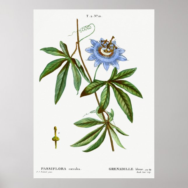 Vintage botaniska illustrationer poster (Framsidan)