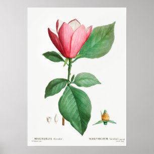 Vintage botaniska illustrationer poster