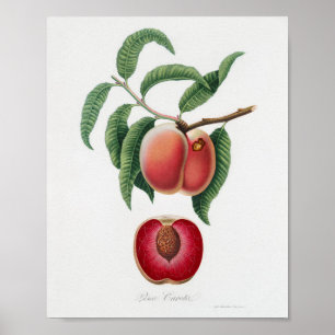 Vintage botaniska illustrationer poster