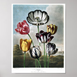 Vintage botaniska illustrationer poster