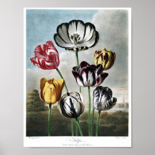 Vintage botaniska illustrationer poster