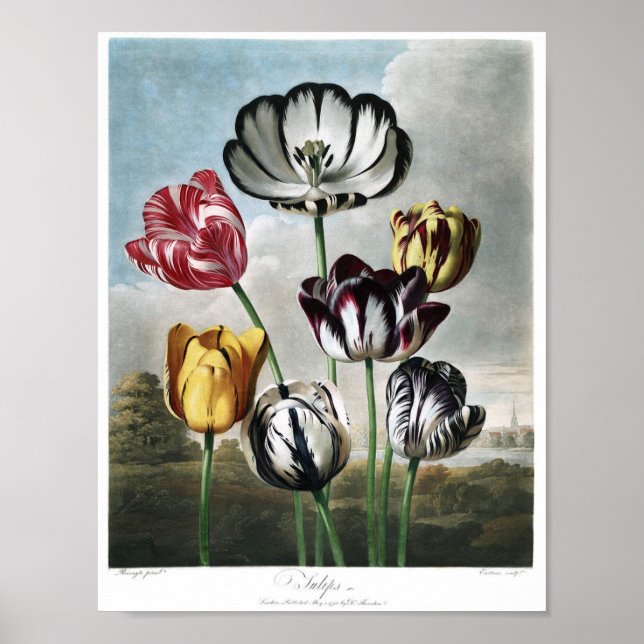 Vintage botaniska illustrationer poster (Framsidan)
