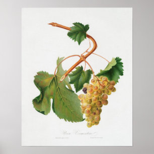 Vintage botaniska illustrationer poster