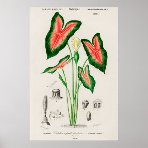 Vintage botaniska illustrationer poster